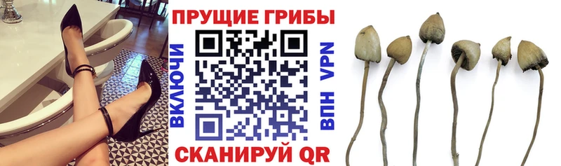 Галлюциногенные грибы Psilocybe  Саянск 
